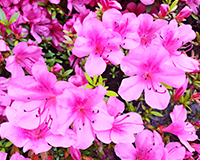 flower.png